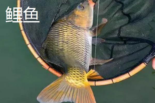 0.8号主线搭配几号浮漂,与吃铅量为0.9-1.5克的浮漂一起使用