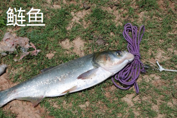 0.8号主线搭配几号浮漂,与吃铅量为0.9-1.5克的浮漂一起使用