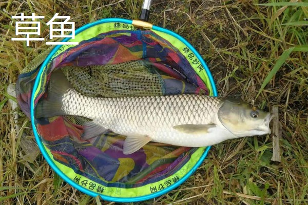 0.8号主线搭配几号浮漂,与吃铅量为0.9-1.5克的浮漂一起使用