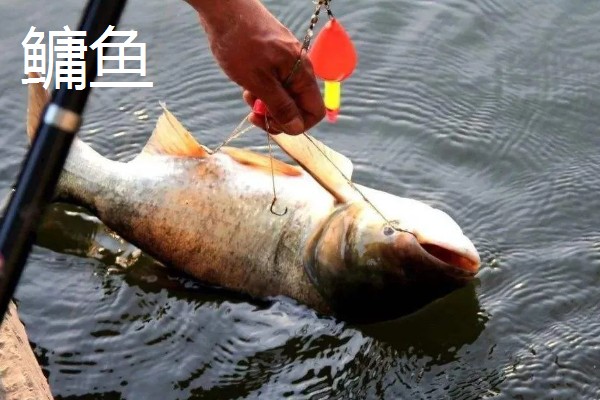 0.8号主线搭配几号浮漂,与吃铅量为0.9-1.5克的浮漂一起使用