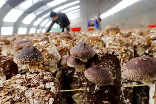 香菇的种植技术,培养料要经堆制发酵处理
