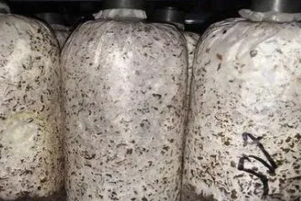 香菇的种植技术,培养料要经堆制发酵处理