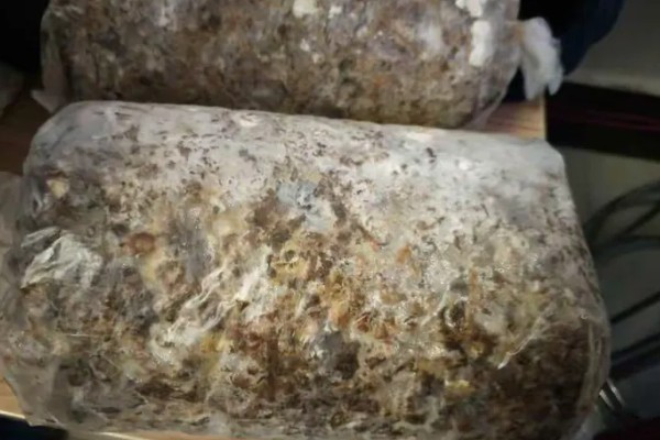 香菇的种植技术,培养料要经堆制发酵处理