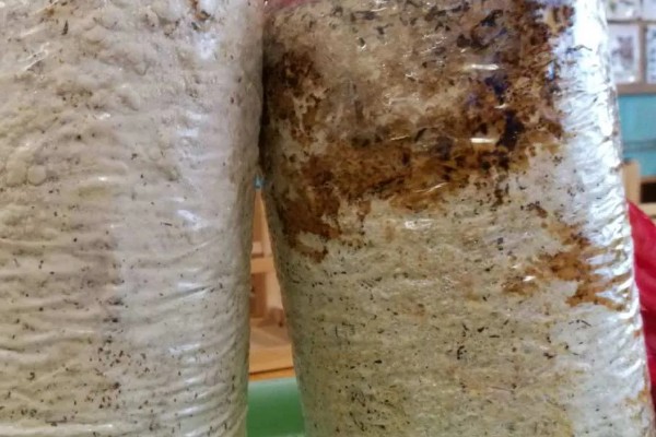 香菇的种植技术,培养料要经堆制发酵处理