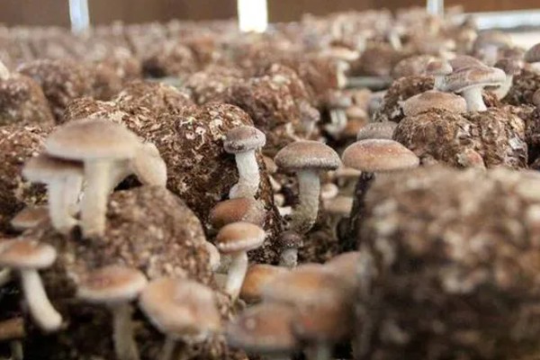 香菇的种植技术,培养料要经堆制发酵处理