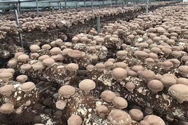 香菇的种植技术,培养料要经堆制发酵处理