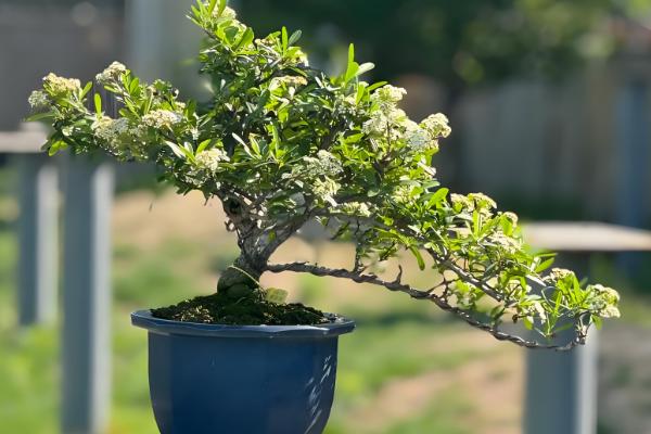 火棘盆景的养殖方法,适宜生长在湿润的环境中