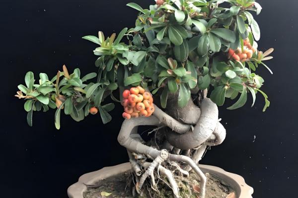 火棘盆景的养殖方法,适宜生长在湿润的环境中