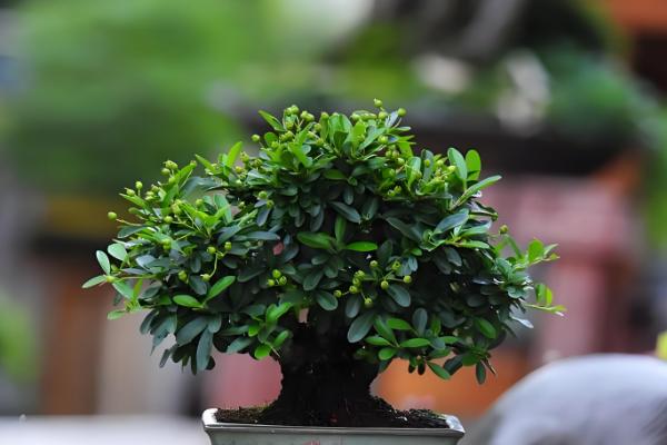 火棘盆景的养殖方法,适宜生长在湿润的环境中