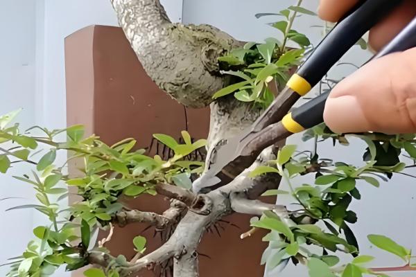 火棘盆景的养殖方法,适宜生长在湿润的环境中