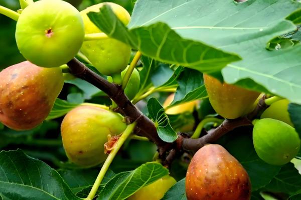 无花果的食用方法，可直接当鲜果食用