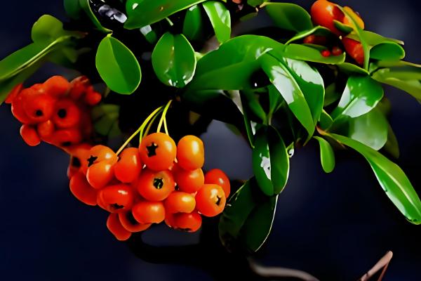 火棘盆景的养殖方法,适宜生长在湿润的环境中