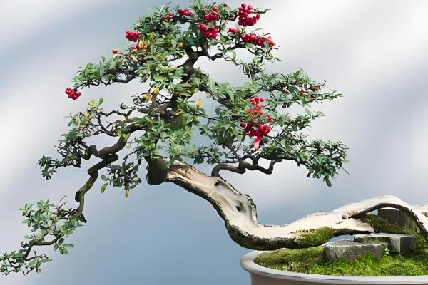 火棘盆景的养殖方法,适宜生长在湿润的环境中