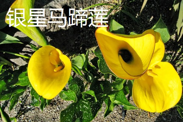 马蹄莲的开花时间,花期一般是5-11月份