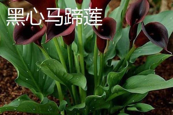 马蹄莲的开花时间,花期一般是5-11月份