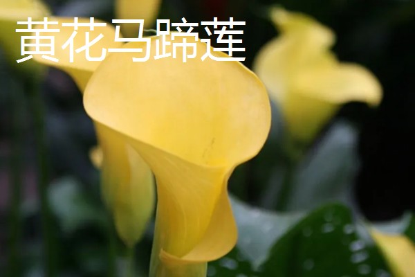 马蹄莲的开花时间,花期一般是5-11月份