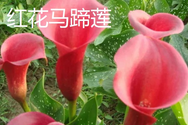 马蹄莲的开花时间,花期一般是5-11月份
