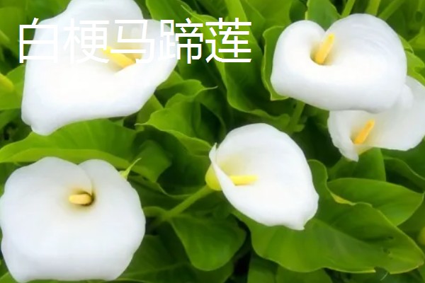马蹄莲的开花时间,花期一般是5-11月份