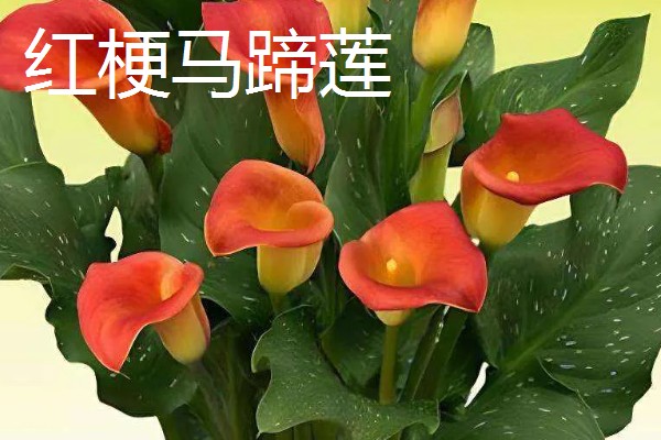 马蹄莲的开花时间,花期一般是5-11月份