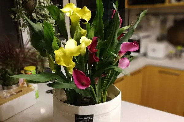 马蹄莲的开花时间,花期一般是5-11月份