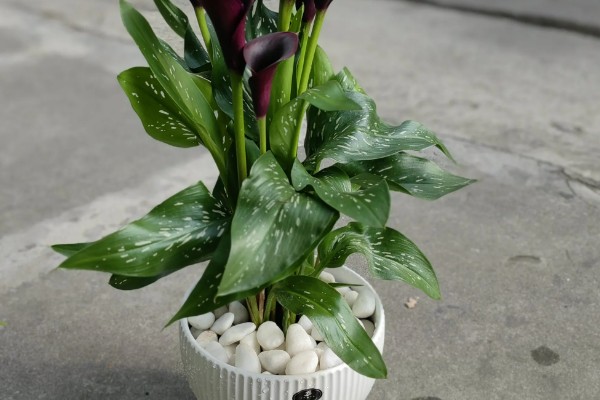 马蹄莲的开花时间,花期一般是5-11月份
