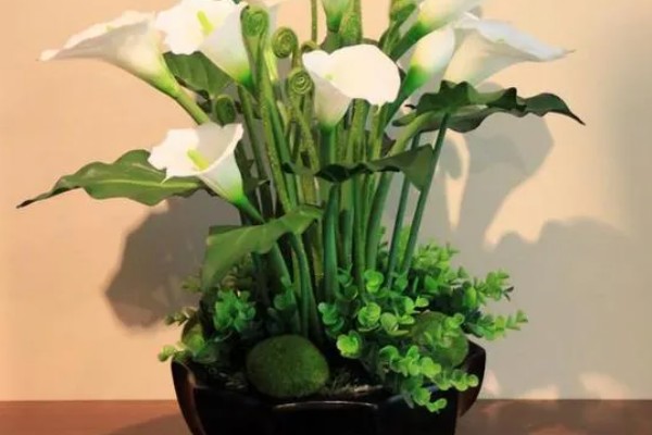 马蹄莲的开花时间,花期一般是5-11月份