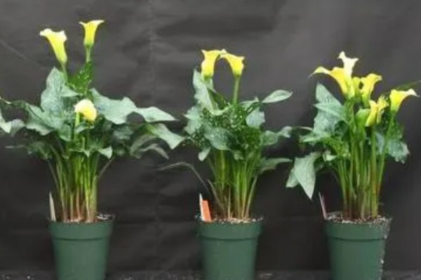 马蹄莲的开花时间,花期一般是5-11月份