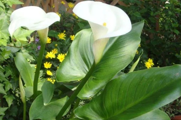 马蹄莲的开花时间,花期一般是5-11月份