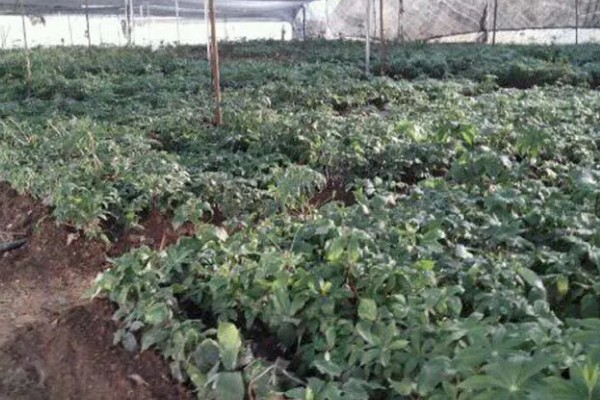 重楼的常见病虫害，常见的有黑斑病、茎腐病等