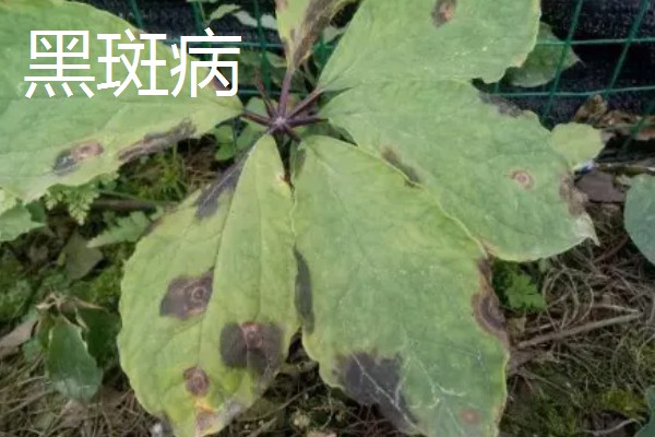 重楼的常见病虫害，常见的有黑斑病、茎腐病等
