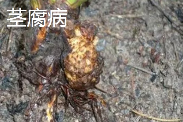 重楼的常见病虫害，常见的有黑斑病、茎腐病等