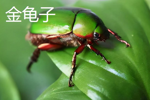 重楼的常见病虫害，常见的有黑斑病、茎腐病等