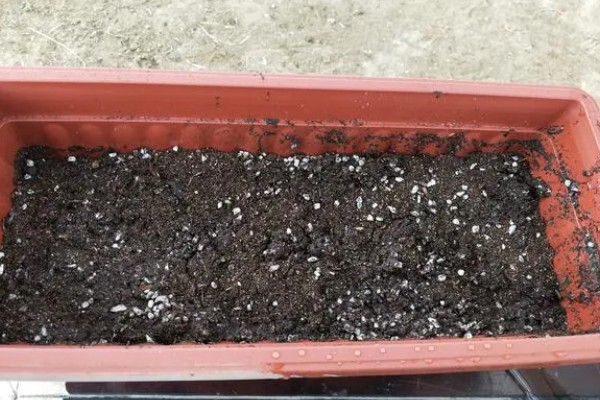 重楼的常见病虫害，常见的有黑斑病、茎腐病等