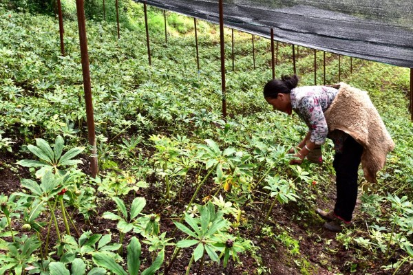 重楼的常见病虫害，常见的有黑斑病、茎腐病等