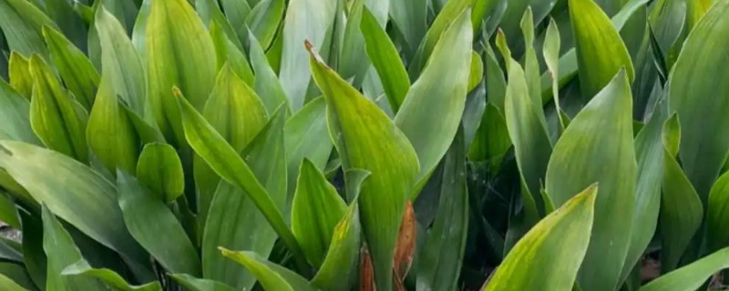 一叶兰叶子发黄如何处理，过度浇水需控制浇水次数