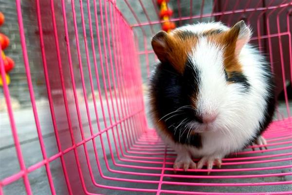 怎么养荷兰猪，需要控制好环境湿度