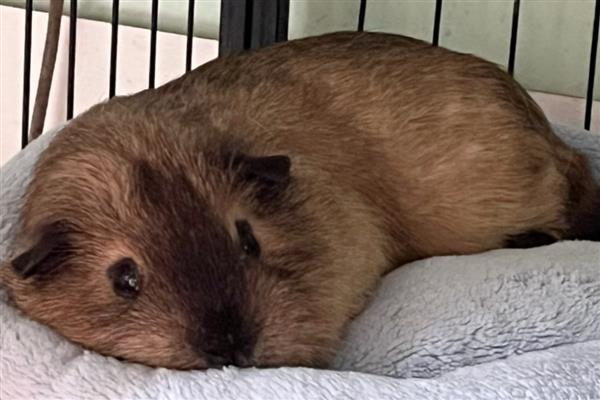 怎么养荷兰猪，需要控制好环境湿度