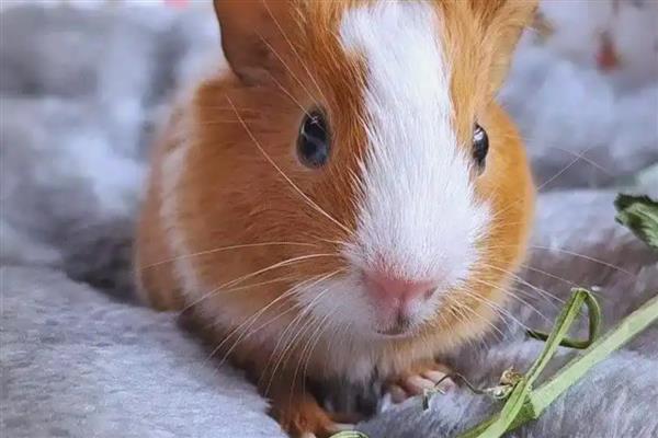 怎么养荷兰猪，需要控制好环境湿度