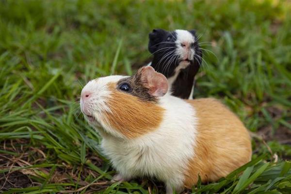 怎么养荷兰猪，需要控制好环境湿度