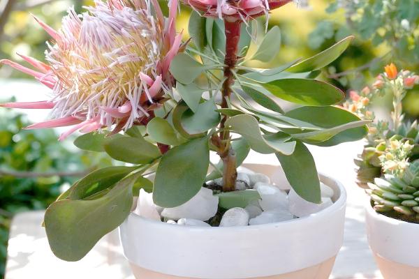 如何扦插帝王花，选择半木质化位置以上的枝条作为插穗