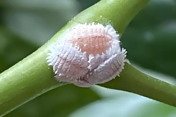 如何扦插帝王花，选择半木质化位置以上的枝条作为插穗