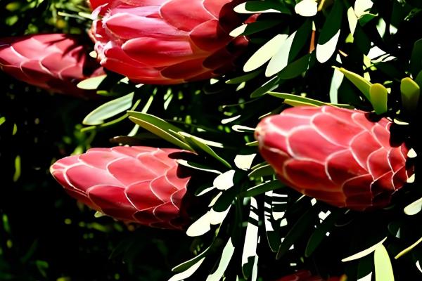 如何扦插帝王花，选择半木质化位置以上的枝条作为插穗