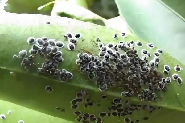 如何扦插帝王花，选择半木质化位置以上的枝条作为插穗