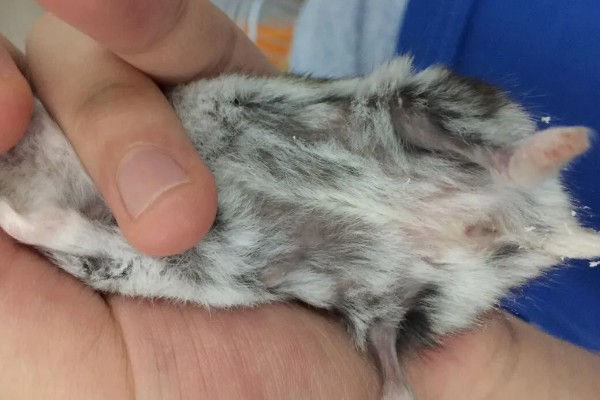 仓鼠夏天脱毛是否正常,属于正常的生理现象