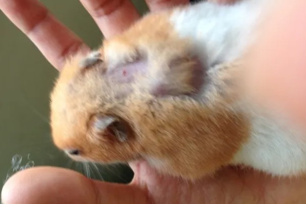 仓鼠夏天脱毛是否正常,属于正常的生理现象