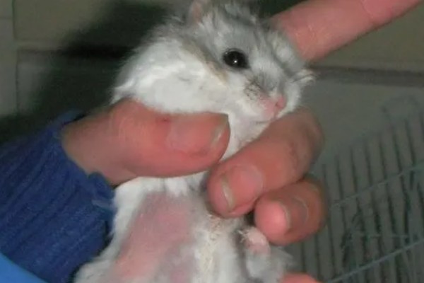 仓鼠夏天脱毛是否正常,属于正常的生理现象