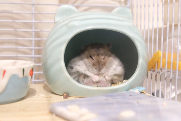 仓鼠夏天脱毛是否正常,属于正常的生理现象