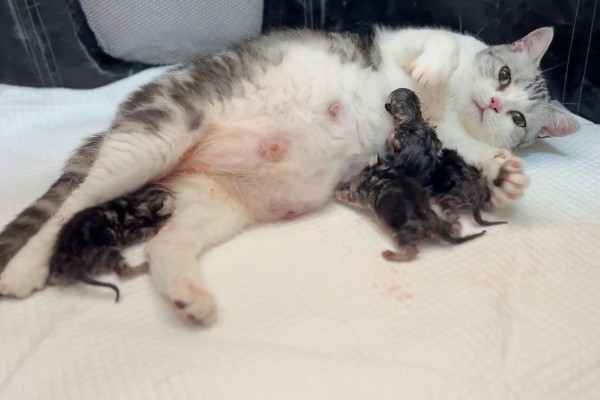 猫咪的产后护理方法，尽可能不要打扰它照顾小猫