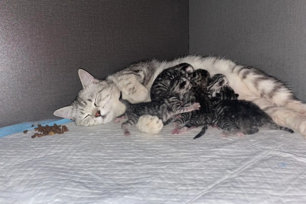 猫咪的产后护理方法，尽可能不要打扰它照顾小猫