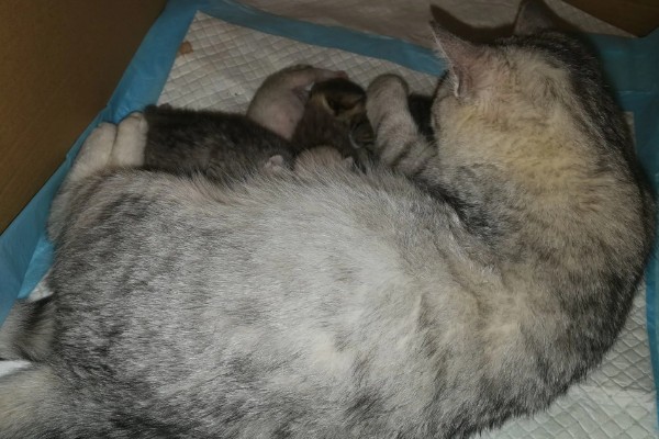 猫咪的产后护理方法，尽可能不要打扰它照顾小猫